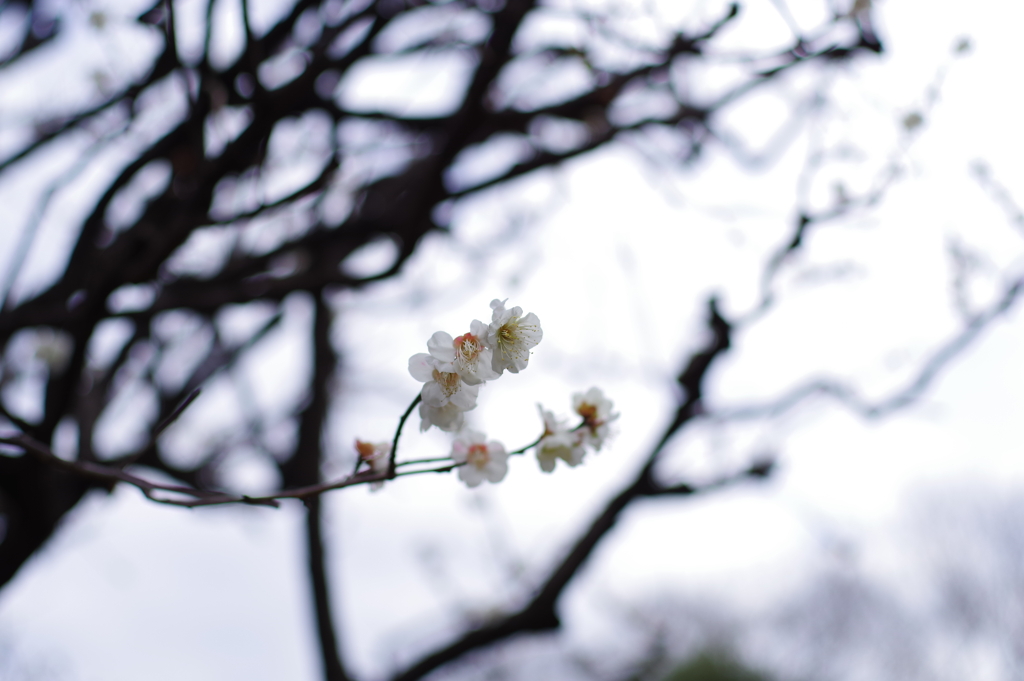 梅_哲学堂公園