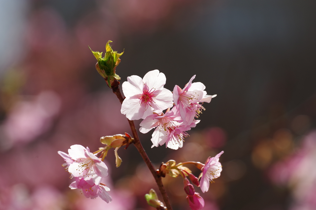 河津桜_新宿中央公園