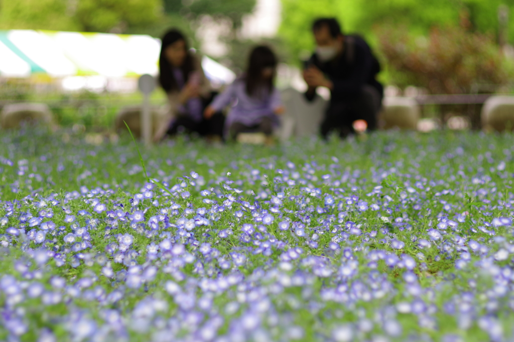 ネモフィラ_日比谷公園