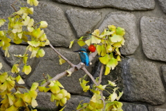 カワセミ_妙正寺川