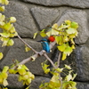 カワセミ_妙正寺川