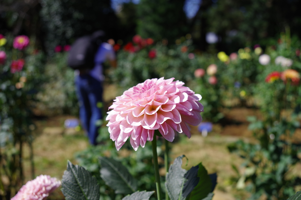 ダリア_神代植物公園