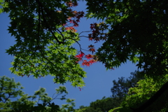 カエデ_六義園