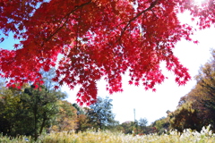 紅葉_神代植物公園水生植物園