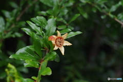 ザクロ_桃園川緑道
