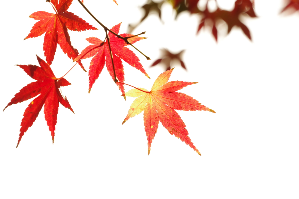 紅葉