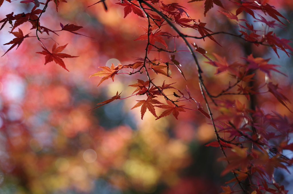 紅葉_国営昭和記念公園