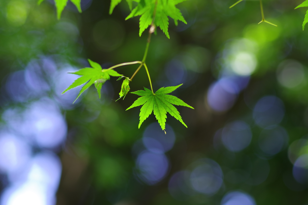 楓_高円寺