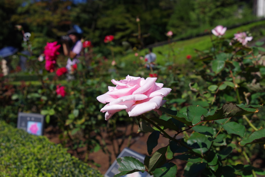 撮る人_旧古河庭園