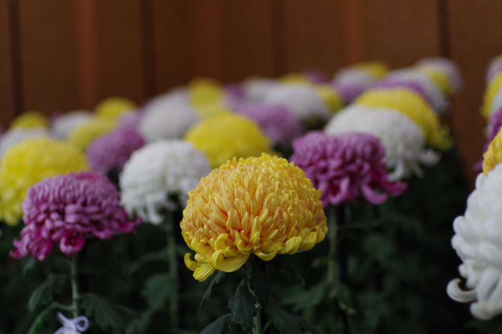 菊花壇展_新宿御苑