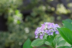 紫陽花_妙法寺