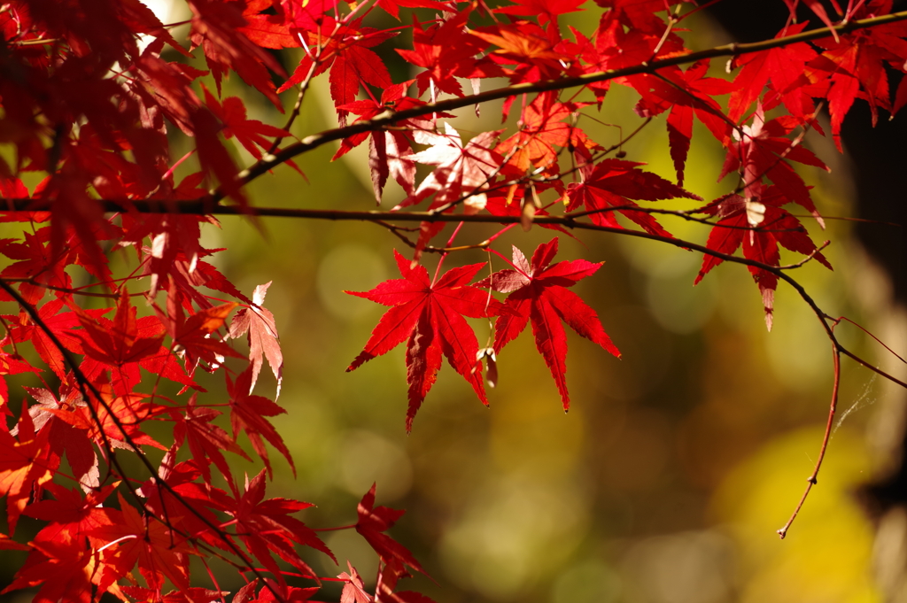 紅葉_大田黒公園