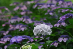 紫陽花_新宿中央公園