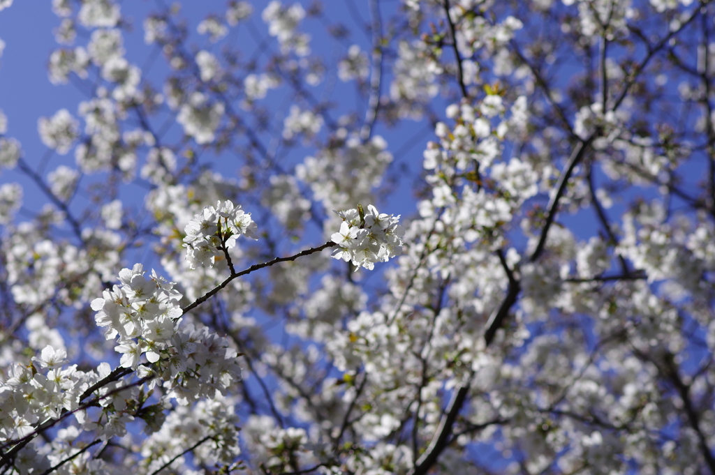 山桜