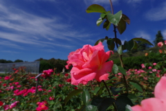 バラ_神代植物公園