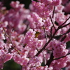 寒桜にメジロ_新宿御苑