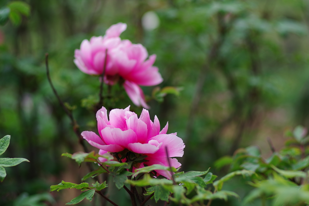 牡丹_神代植物公園