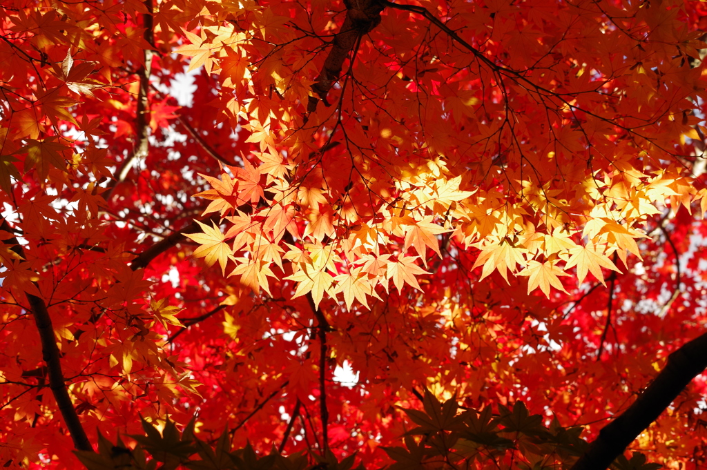 紅葉_紅葉山公園