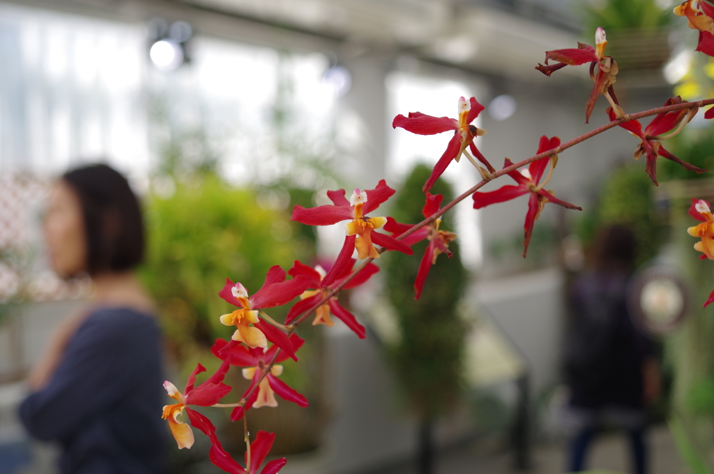 ラン_神代植物公園