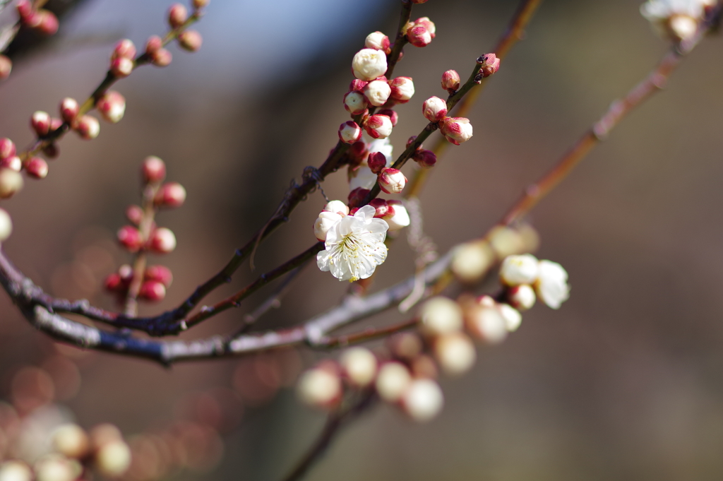 梅_神代植物公園