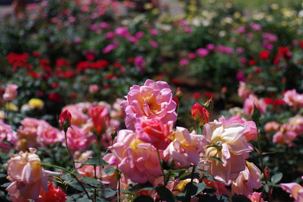 バラ_神代植物公園