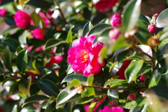 山茶花
