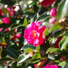 山茶花