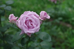 両手を挙げて_バラ_代々木公園