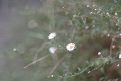 野菊_桃園川緑道