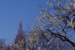 梅_新宿御苑