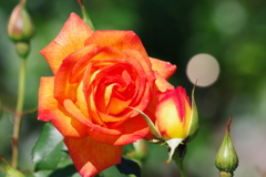 バラ_神代植物公園