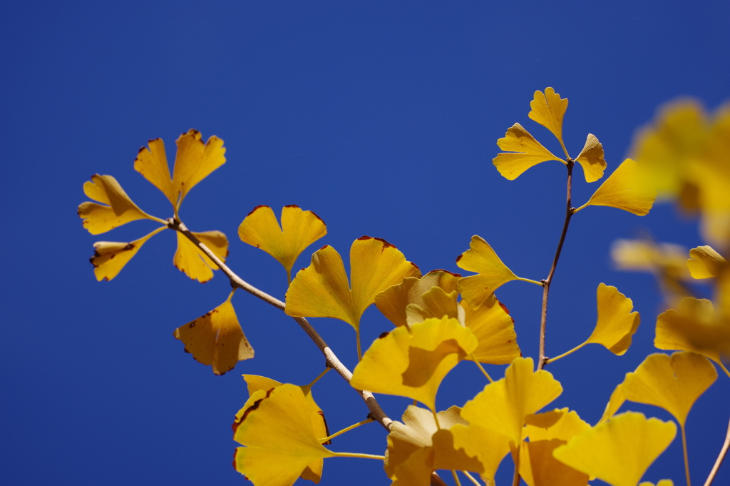 イチョウ_明治神宮外苑