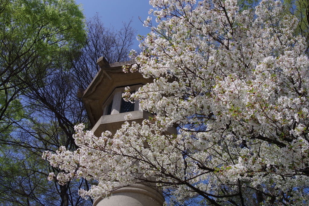 桜_靖国神社