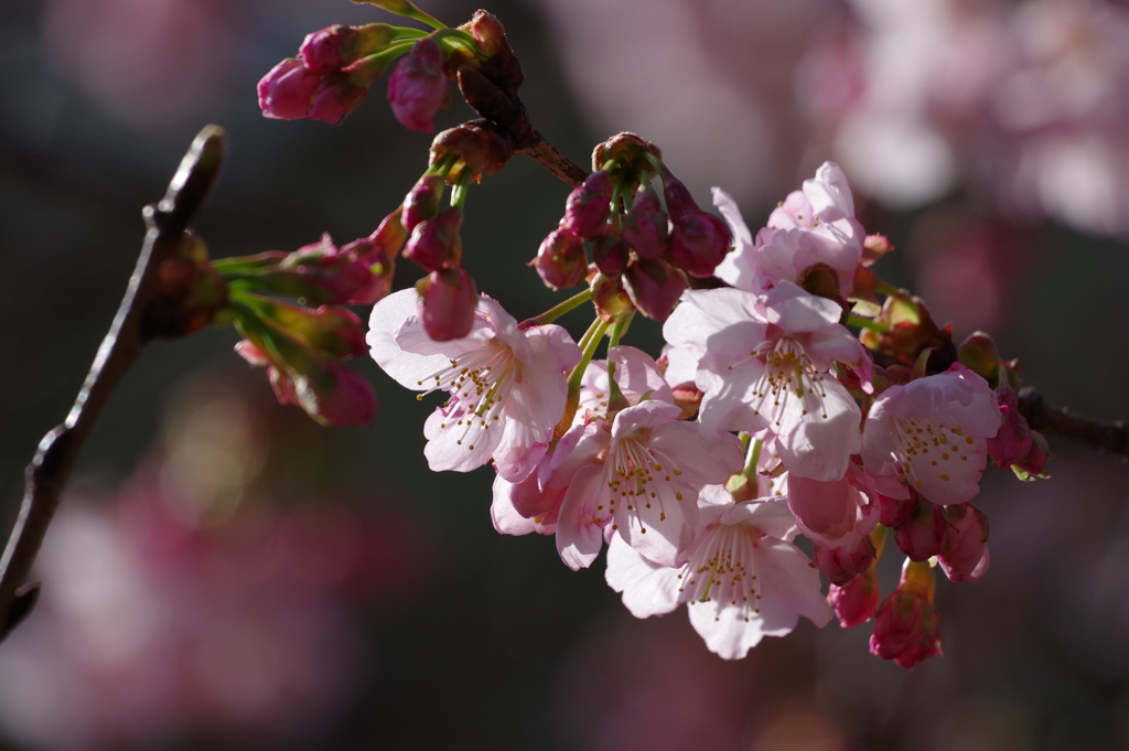 寒桜_新宿御苑