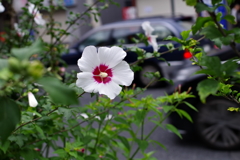 ムクゲ_青梅街道