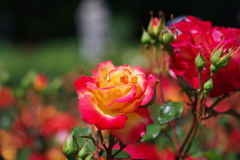 バラ_神代植物公園