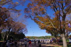 欅_昭和記念公園