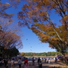 欅_昭和記念公園