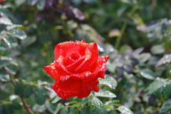 バラ_神代植物公園