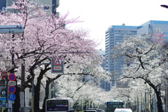 中野通り