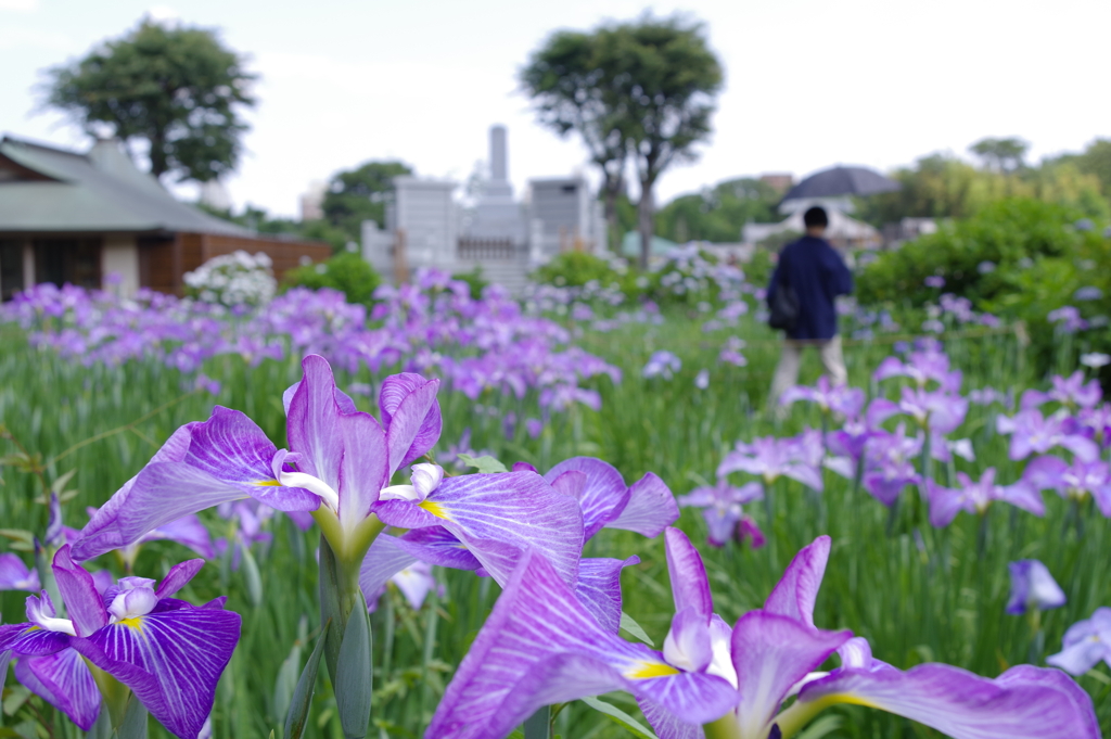 花菖蒲_妙法寺