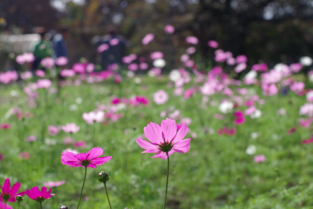 コスモス畑_代々木公園