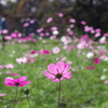 コスモス畑_代々木公園