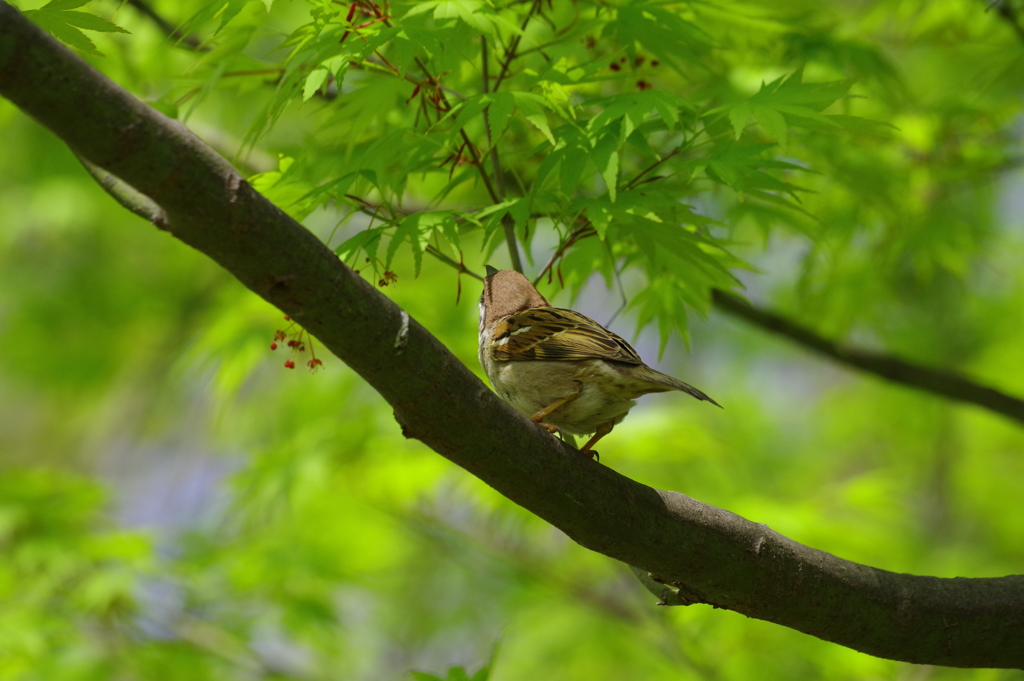 雀_日比谷公園