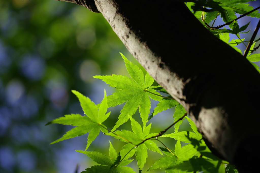 楓_紅葉山公園