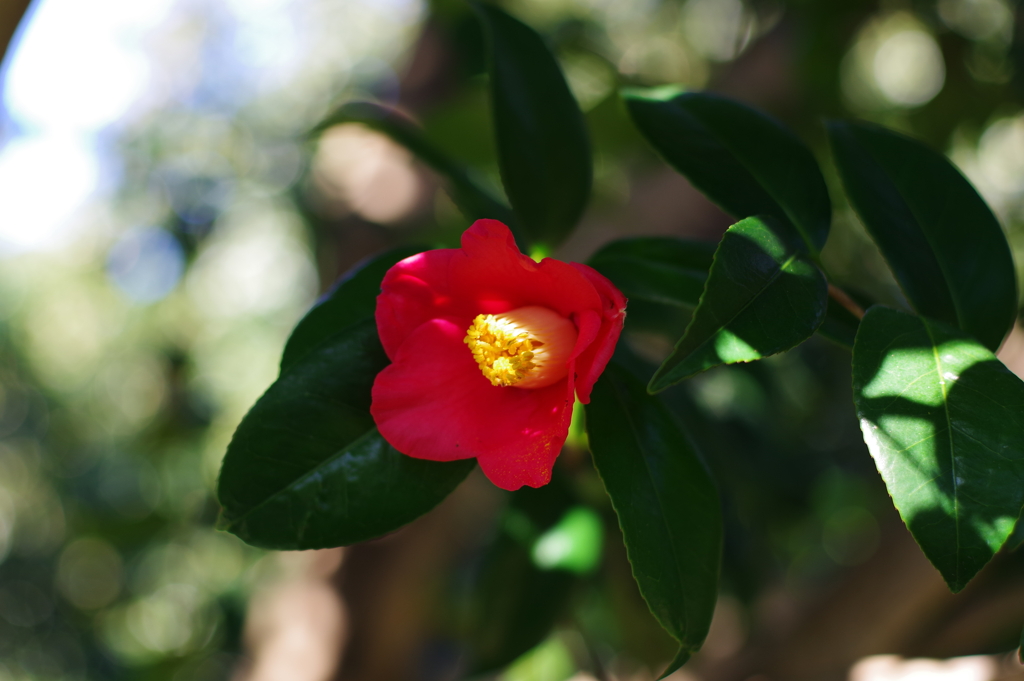 椿_神代植物公園