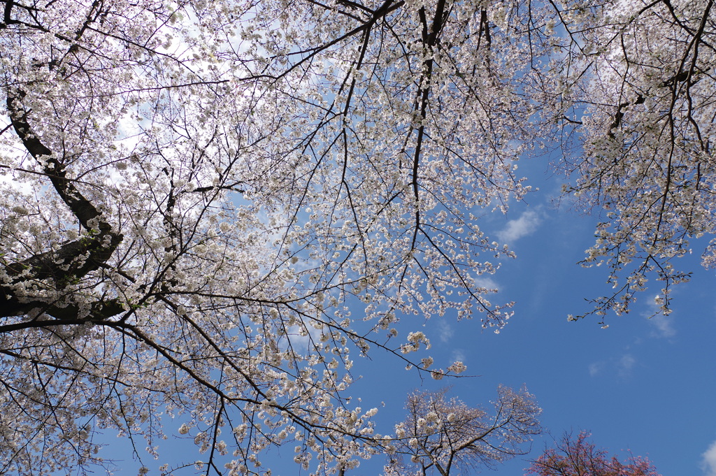 ソメイヨシノ_神代植物公園