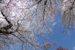 ソメイヨシノ_神代植物公園