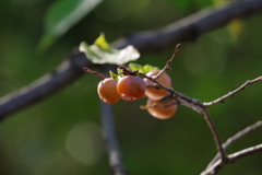 豆柿_蚕糸の森公園