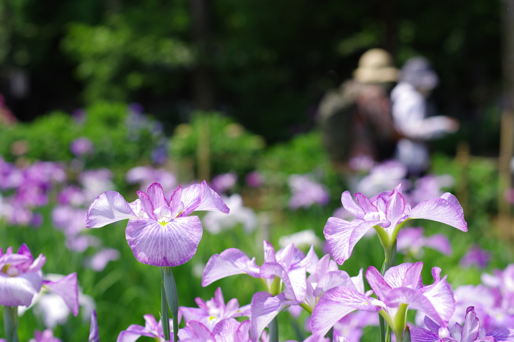 花菖蒲_妙法寺